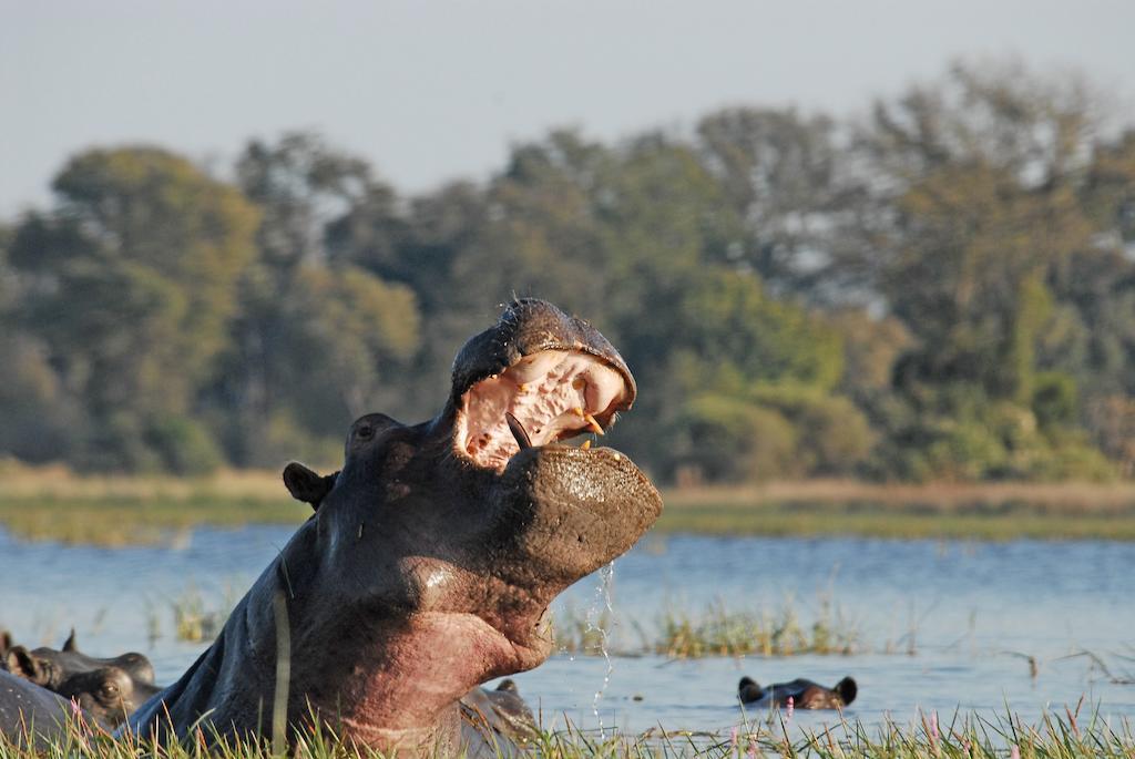 Divava Okavango Resort & Spa Bagani Exterior foto